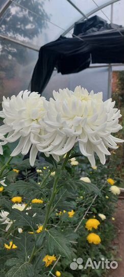 Хризантемы маточники