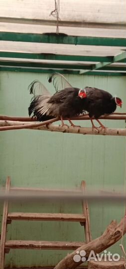 Фазаны ушастые синие и коричневые, яйцо