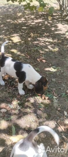 Щенки породы Бигль