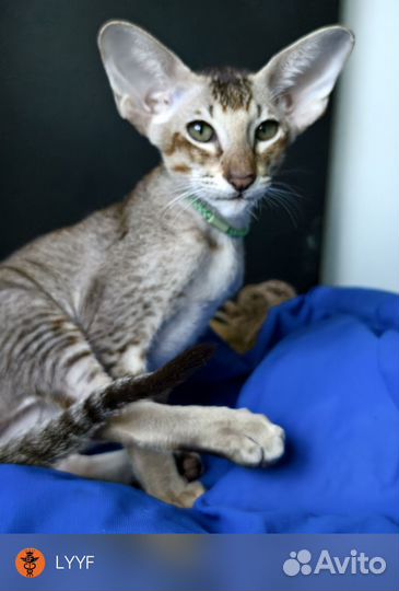 Ориентальная