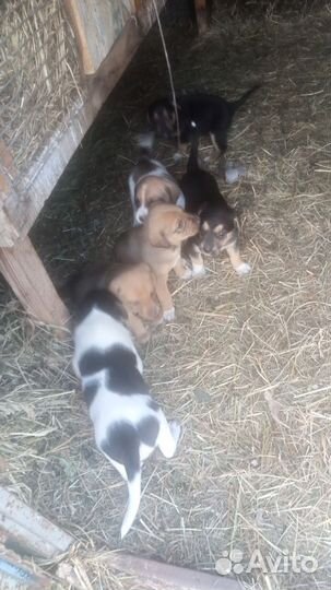 Собака в добрые руки отдам бесплатно