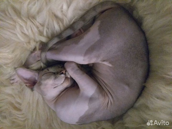 Передержка кошек и собак