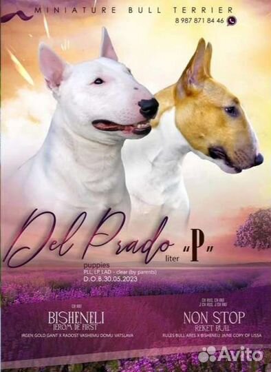 Миниатюрный бультерьер щенки