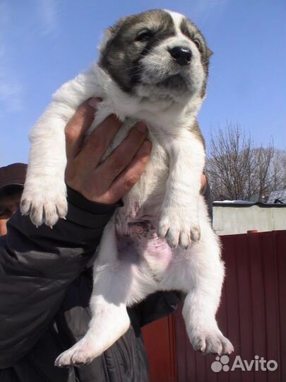 Продам щенков сао