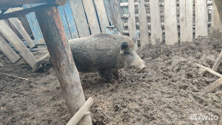 Дикий кабан