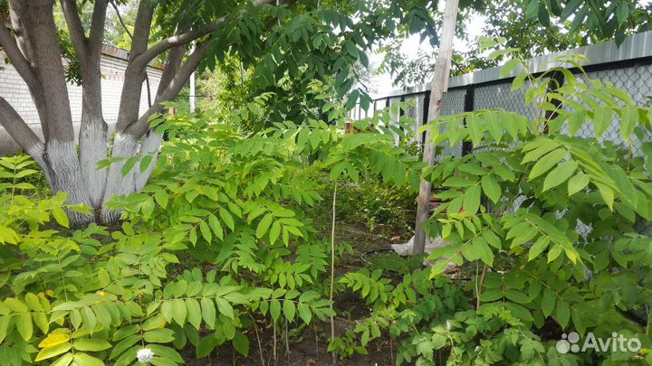 Саженцы Маньжурского ореха