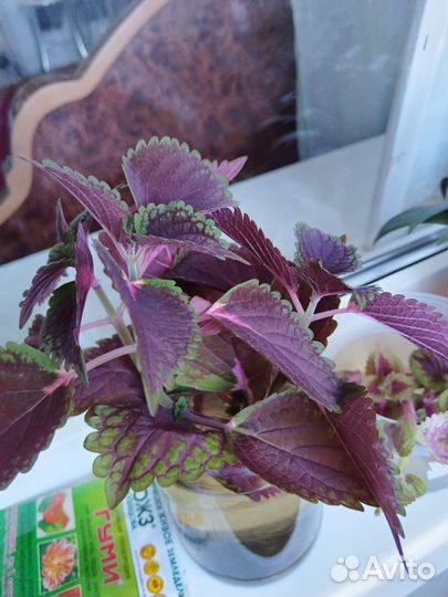 Комнатные цветы обмен и продажа