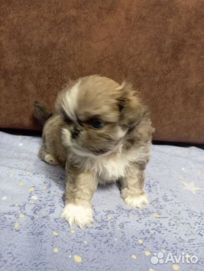 Щенки пекинеса