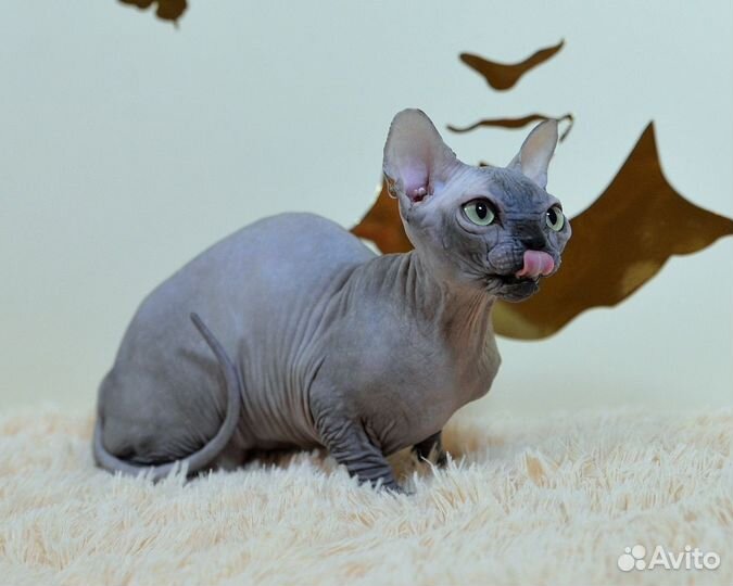 Бамбино девчуля крохотуля