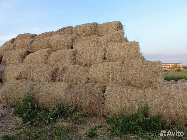 Продам сено в рулонах