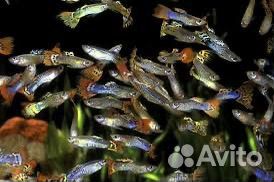 Рыбки гупешки