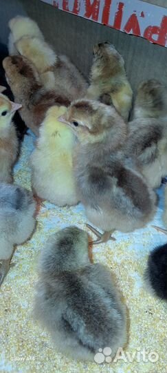 Цыплята деревенские