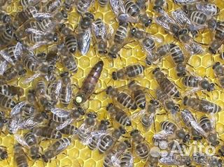Продаю пчел породы карника