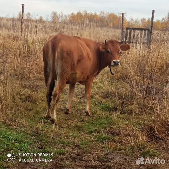 Нетель джерси