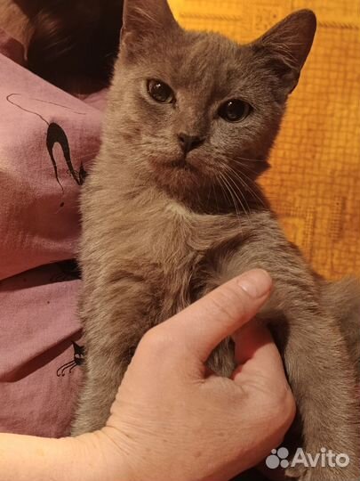 Котёнок в добрые ручки