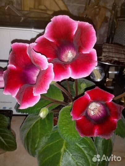 Глоксиния и Фуксия ампильная