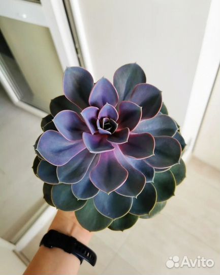 Эхеверия Purple Pearl