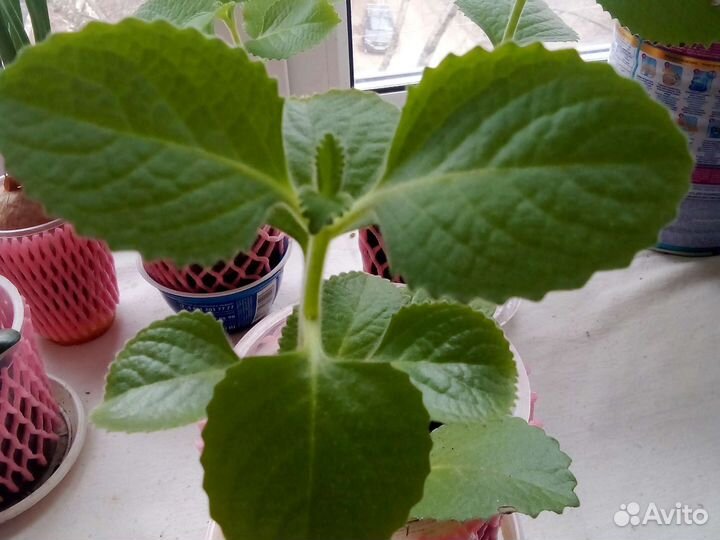 Плектрантус или домашняя мята и др