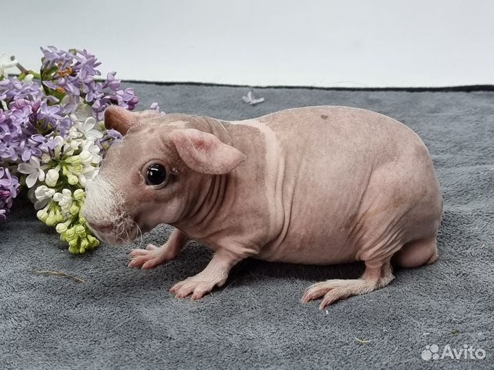 Морские свинки