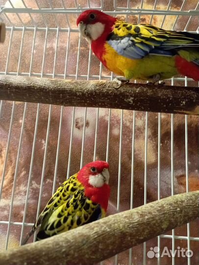 Попугай розелла, пара