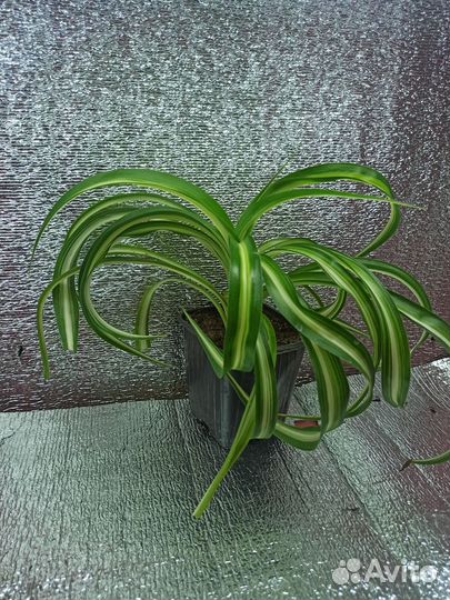 Хлорофитум кудрявый