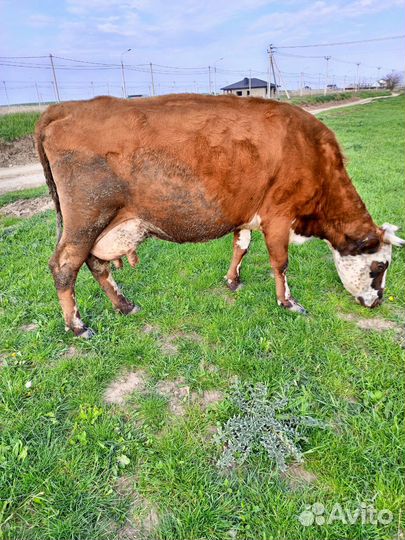 Корова дойная