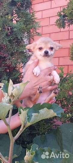 Собаки щенки