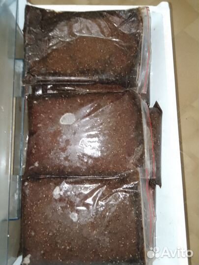 Артемия замороженная