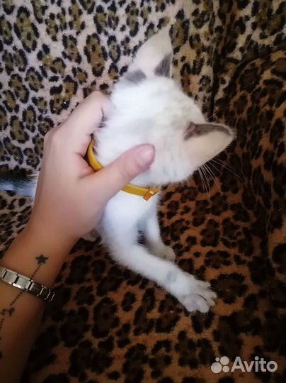 Котенок в ответственные руки