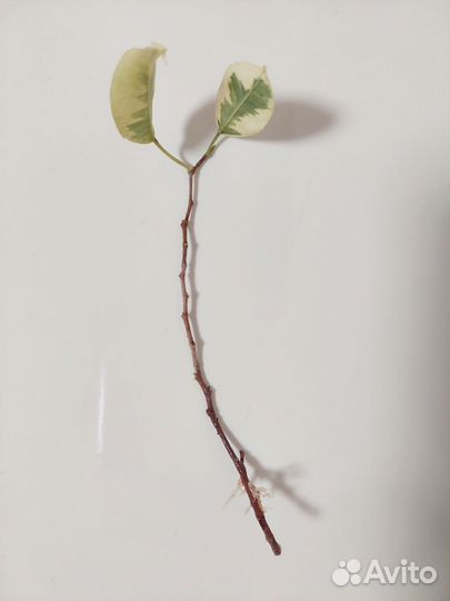 Фикус бенджамина