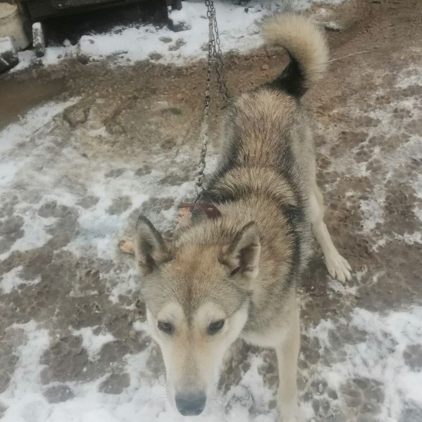 Западно сибирская лайка кабель