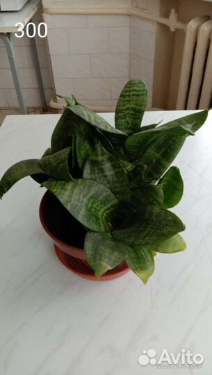 Комнатные растения цветы