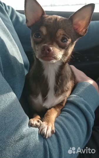 Мини той-терьер щенки
