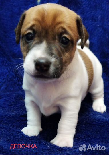 Джек рассел терьер