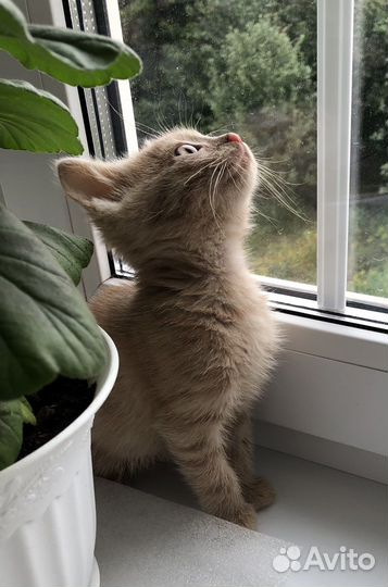 Котенок бежевый (кофе с молоком) Арсен