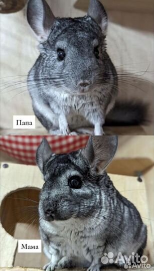 Шиншилла