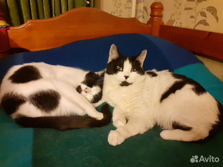 Выгул собак, уход за кошками