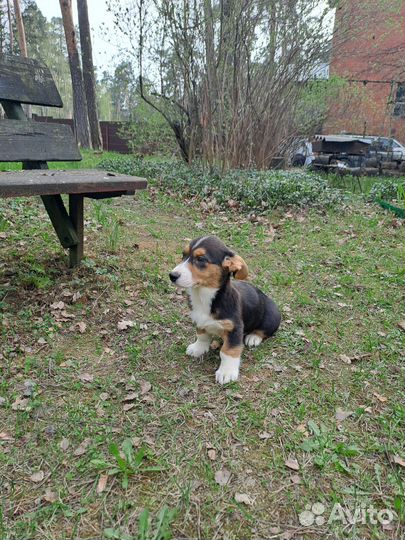 Вельш-корги кардиган