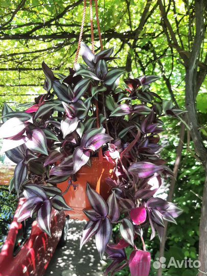 Традесканция