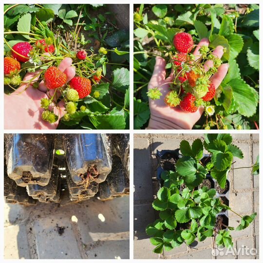 Клубника ремонтантная