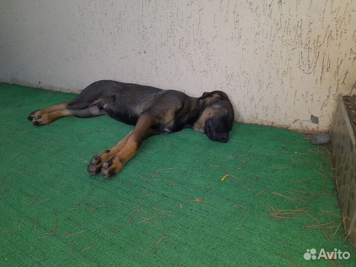 Щенок мальчик