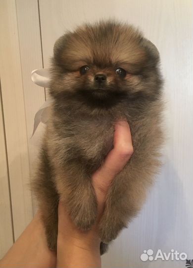 Шпицы мини тип мишка