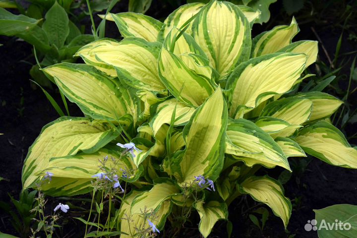 Хоста 7 сортов
