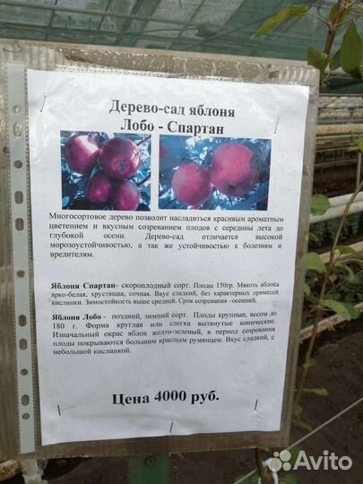 Плодовые деревья