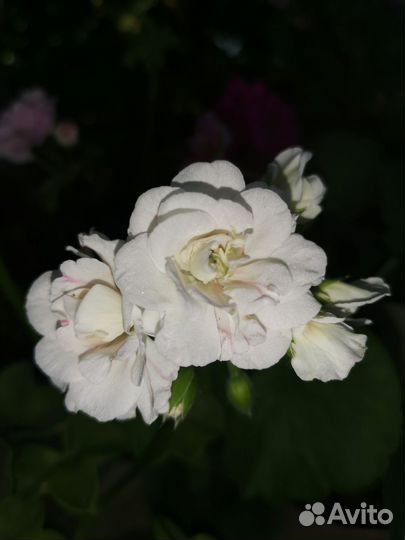 Пеларгония герань