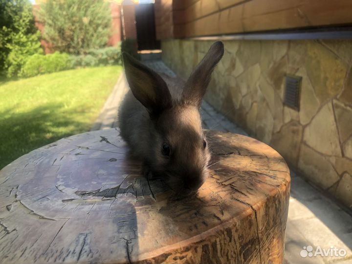 Домашний кролики для фотосессии