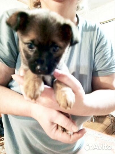 Продам щенков