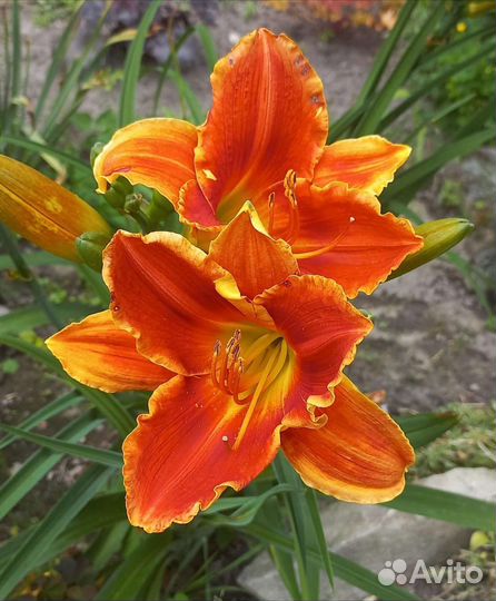 Лилейники набором