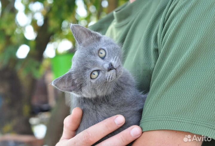 Котята,кошки,коты