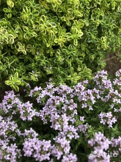 Тимьян, чабрец, розмарин, лаванда